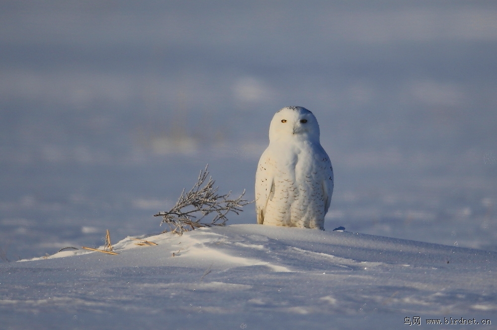 雪鸮微笑的雪鸮
