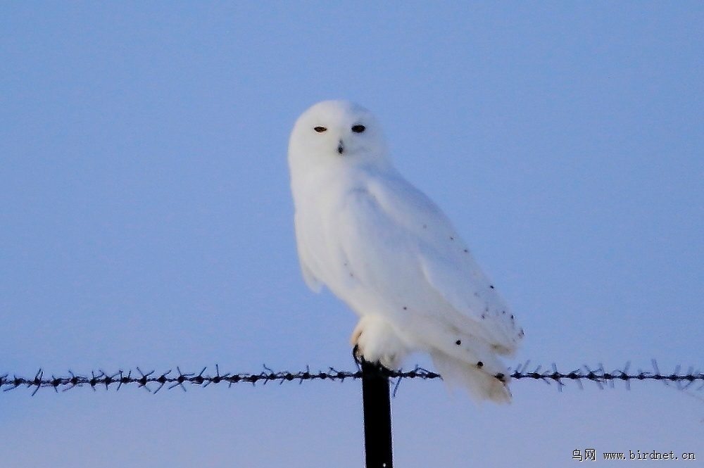 雪鸮微笑的雪鸮