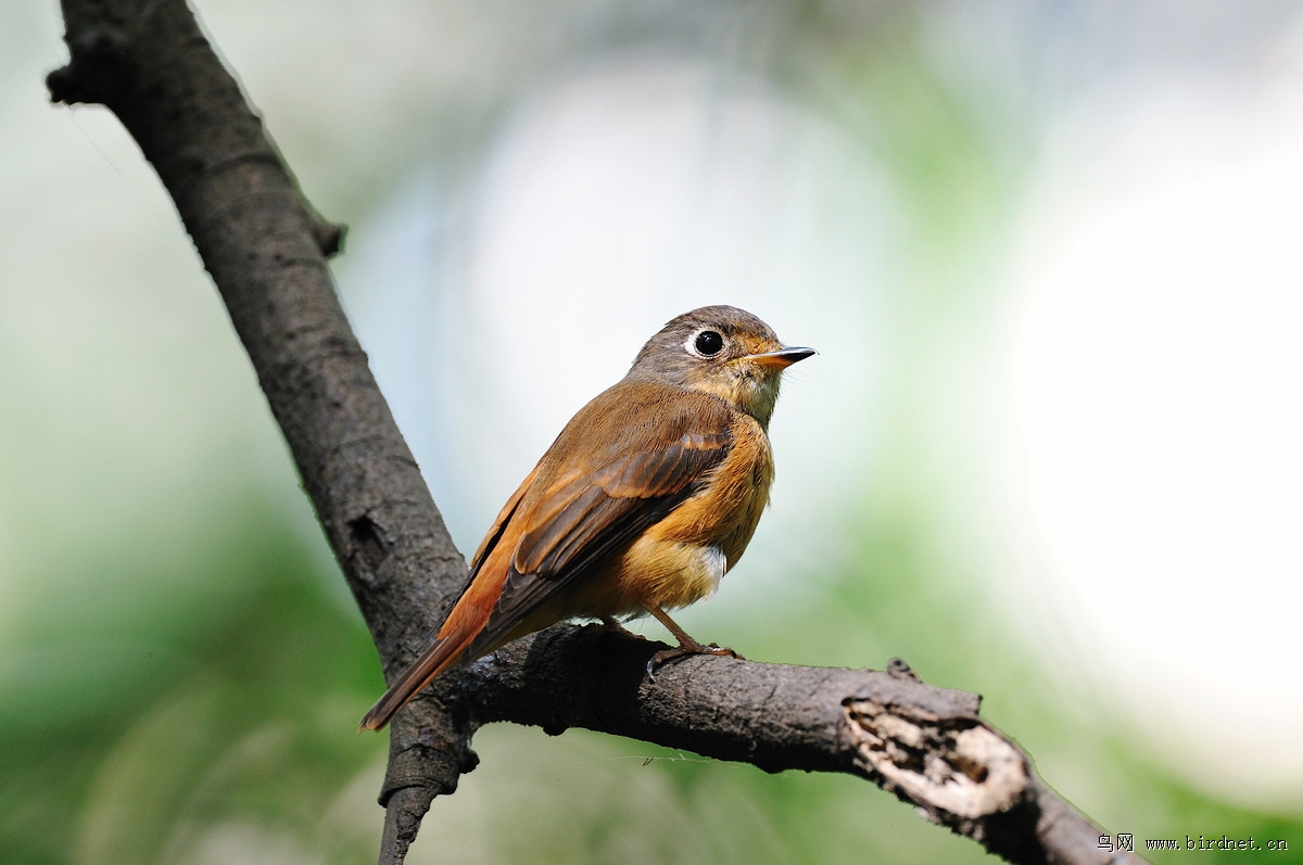 秀气南方小鸟致谢东北鸟友 - 吉林版 jilin 鸟网