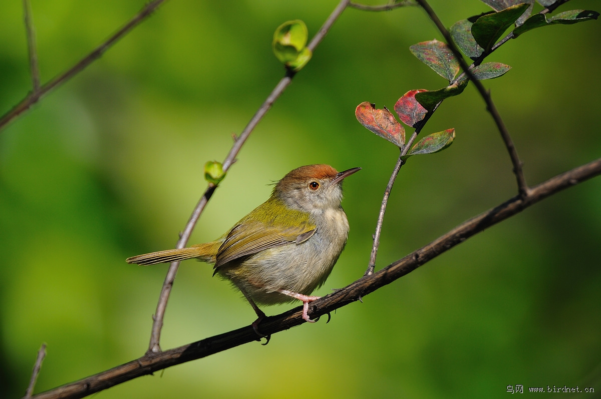 秀气南方小鸟致谢东北鸟友