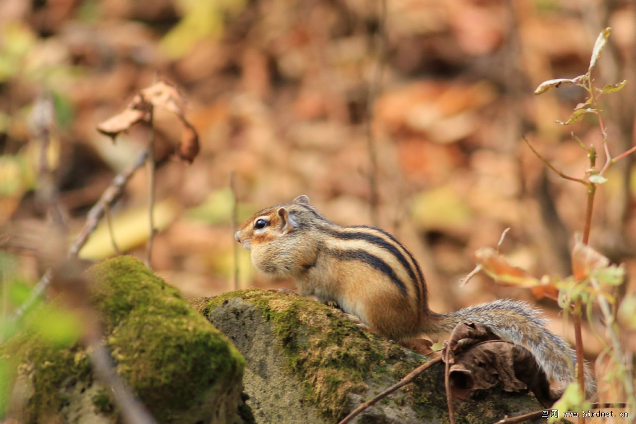 11我在深山老林中八天的原始生活