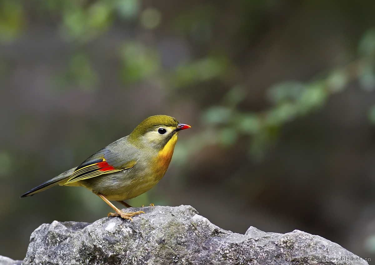 占山称王的红嘴相思鸟