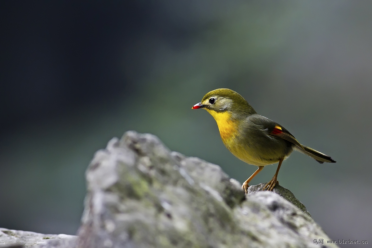 占山称王的红嘴相思鸟