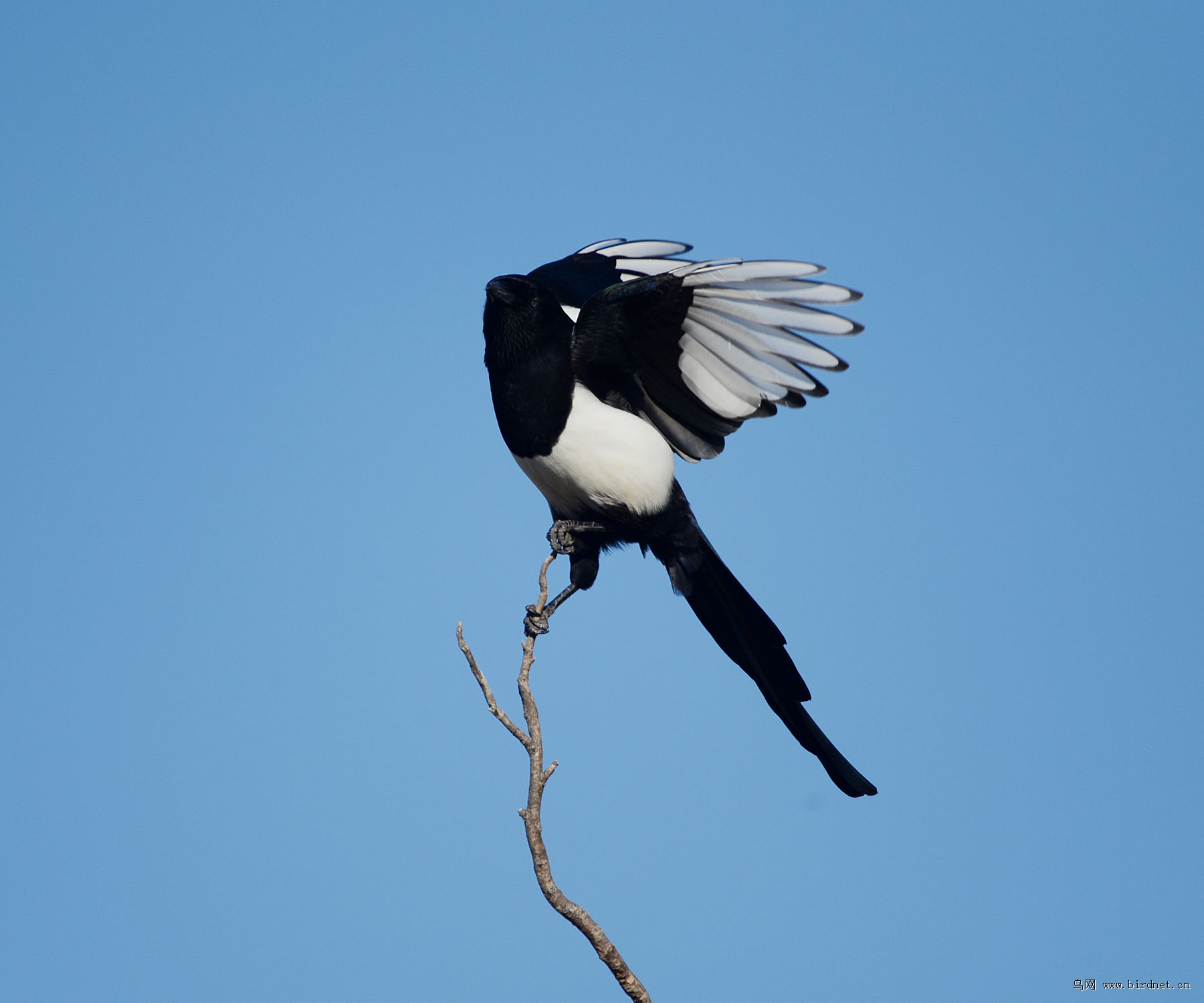 枝头喜鹊飞起来