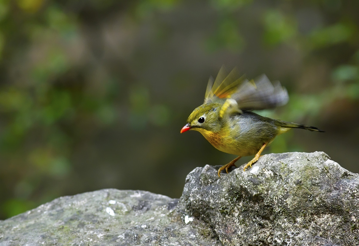占山称王的红嘴相思鸟