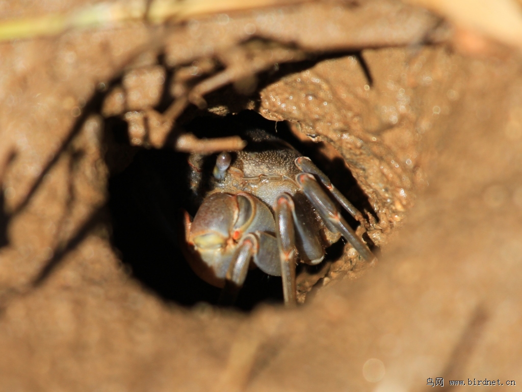 一只钻洞的小螃蟹 - 河北版 hebei 鸟网