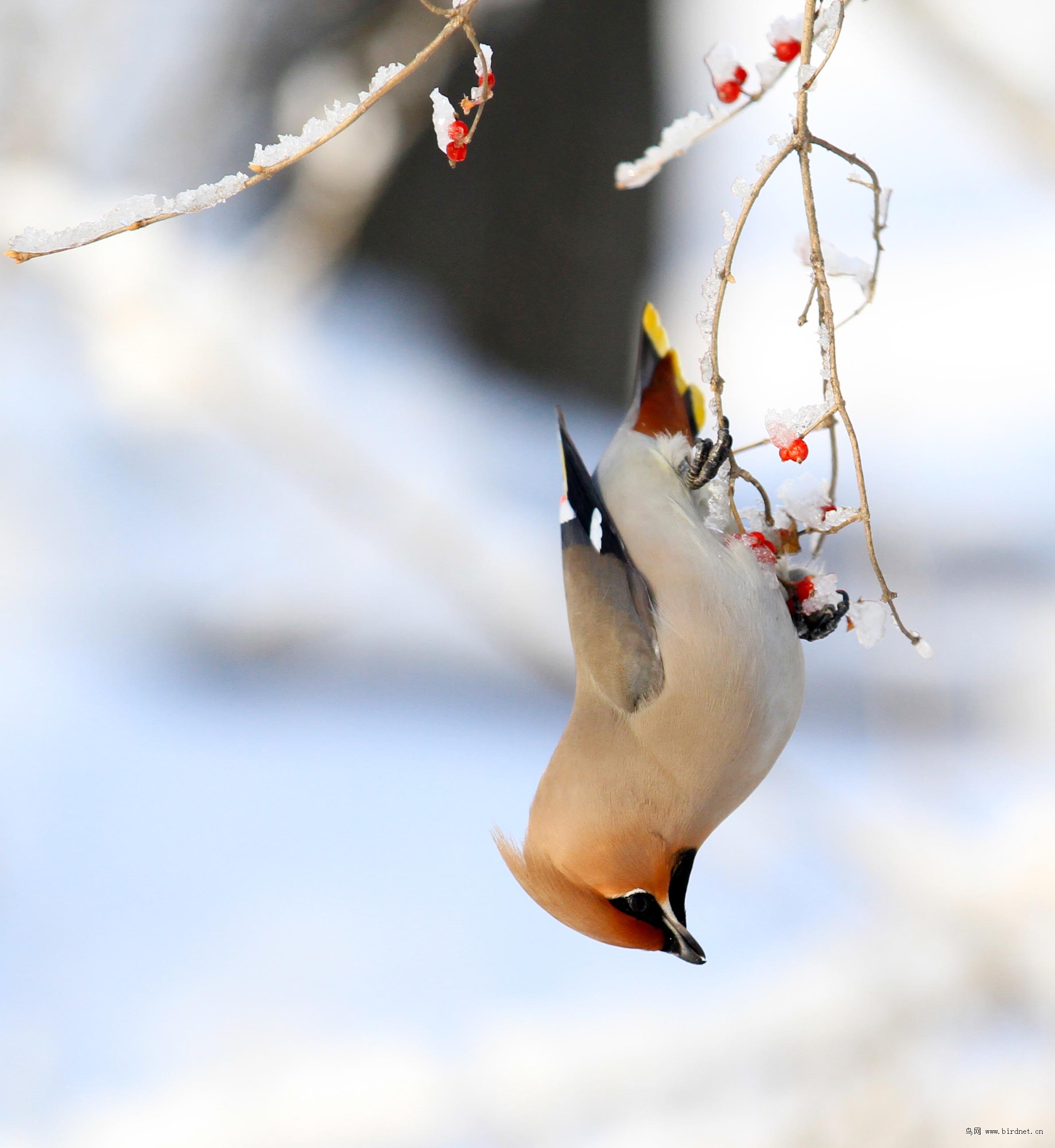 [林鸟] 倒挂---大太平