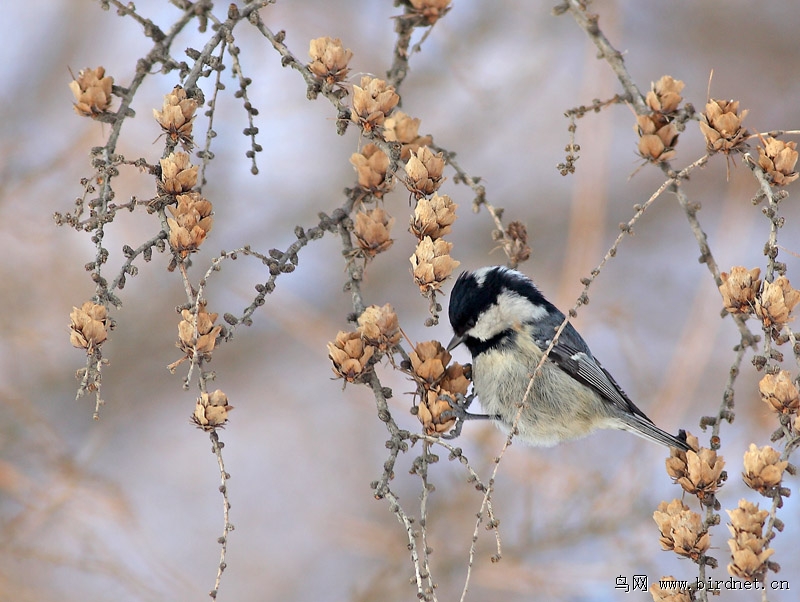 山雀简谱_银喉长尾山雀(3)