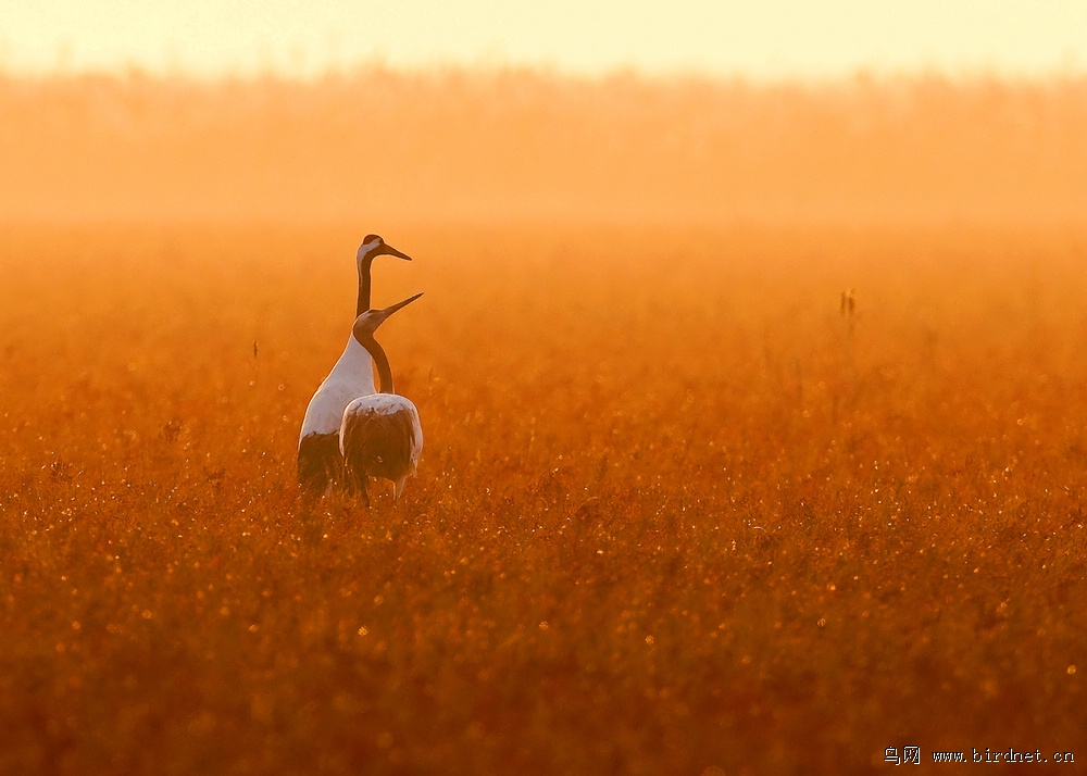 轻歌曼舞鹤仙子