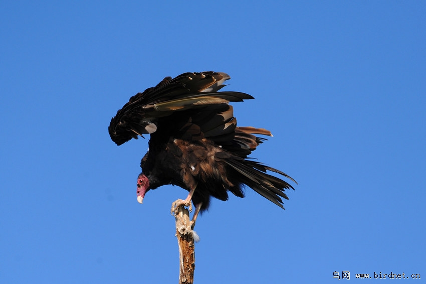 【美洲红头秃鹫】贺年会召开