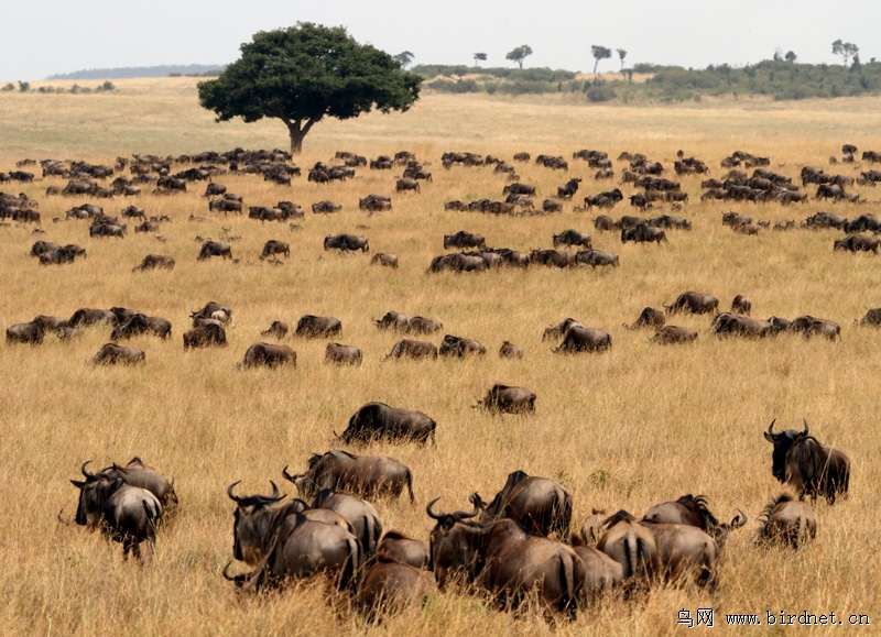 东非野生动物大迁徙