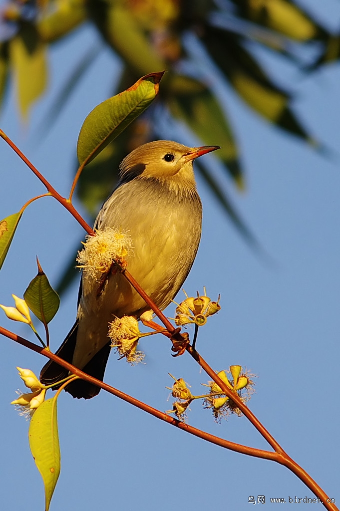 桉树上的丝光椋鸟