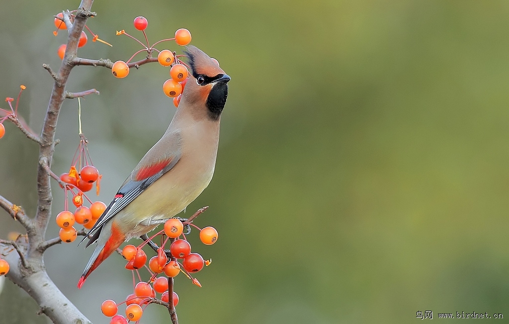 太平鸟叼海棠果