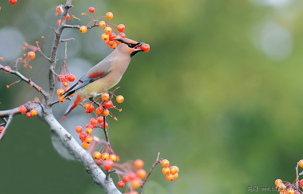 太平鸟叼海棠果