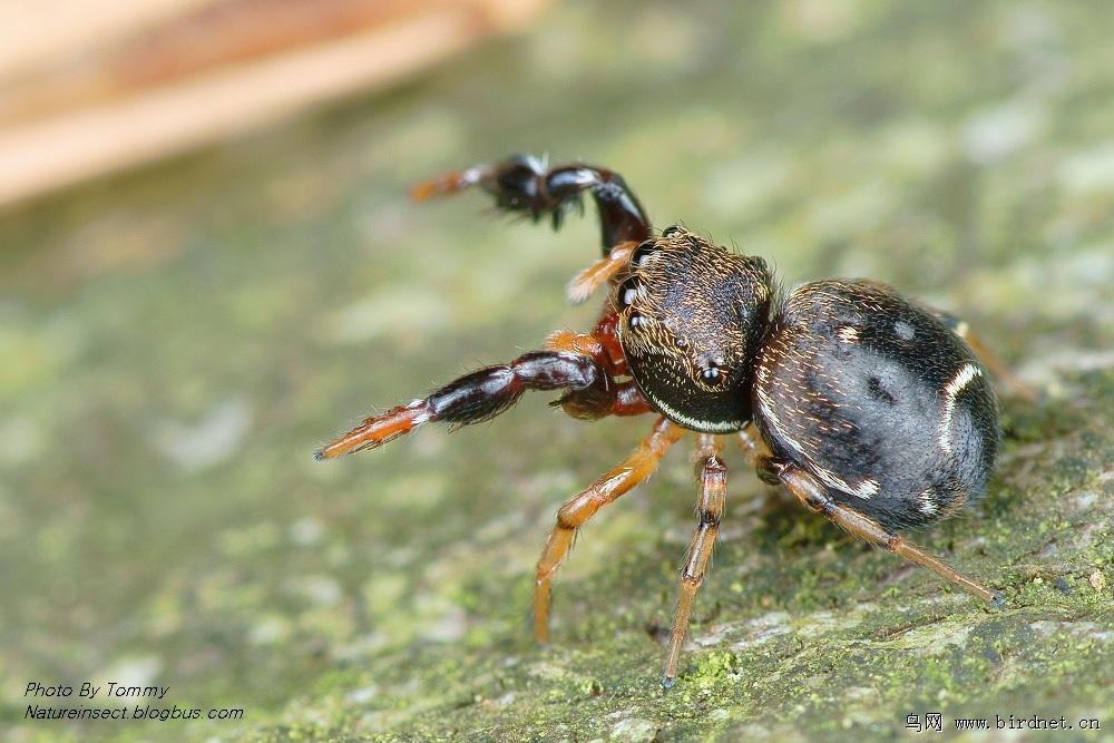鳃蛤莫蛛(人工光拍摄
