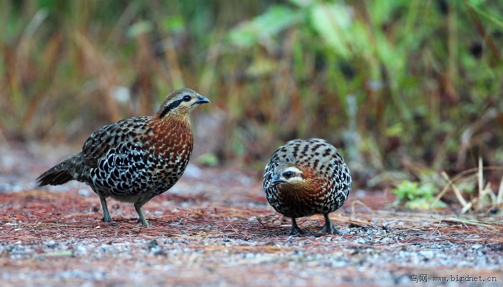 棕胸竹雞 mountain bamboo-partridge