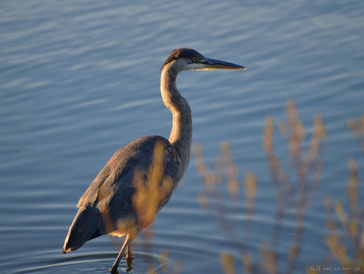 光头老毕加拿大之旅
