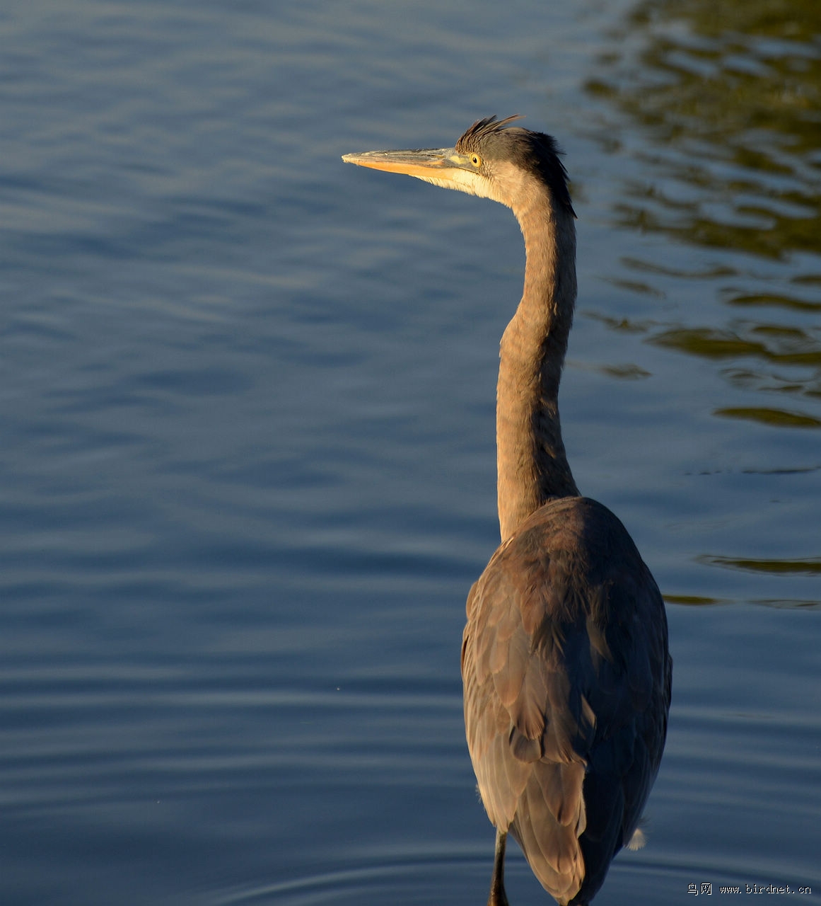 光头老毕加拿大之旅