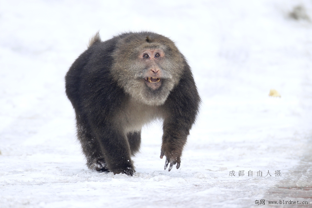 西岭雪山的猴子