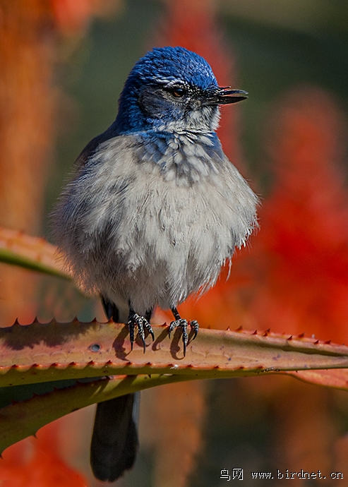 美国加州西丛鸦westernscrubjay