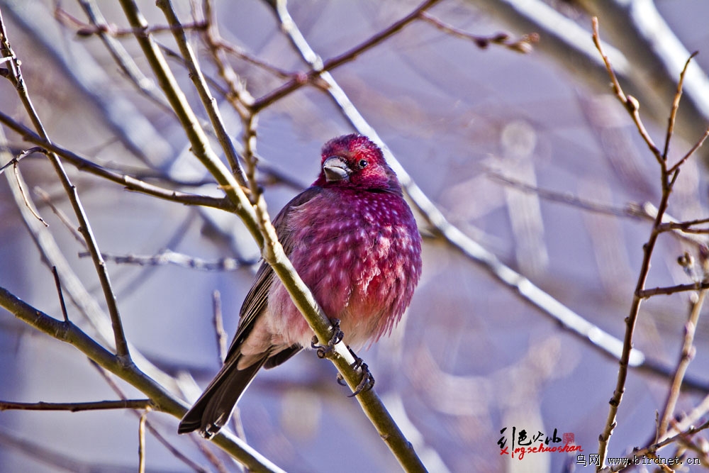 枚红色的冬天-枚红眉朱雀