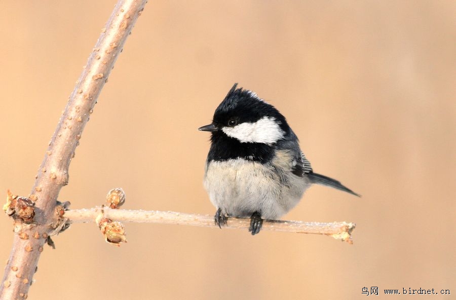 山雀简谱_银喉长尾山雀(2)