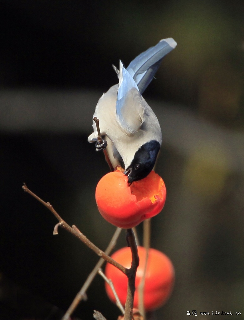 串糖葫芦--灰喜鹊吃柿子