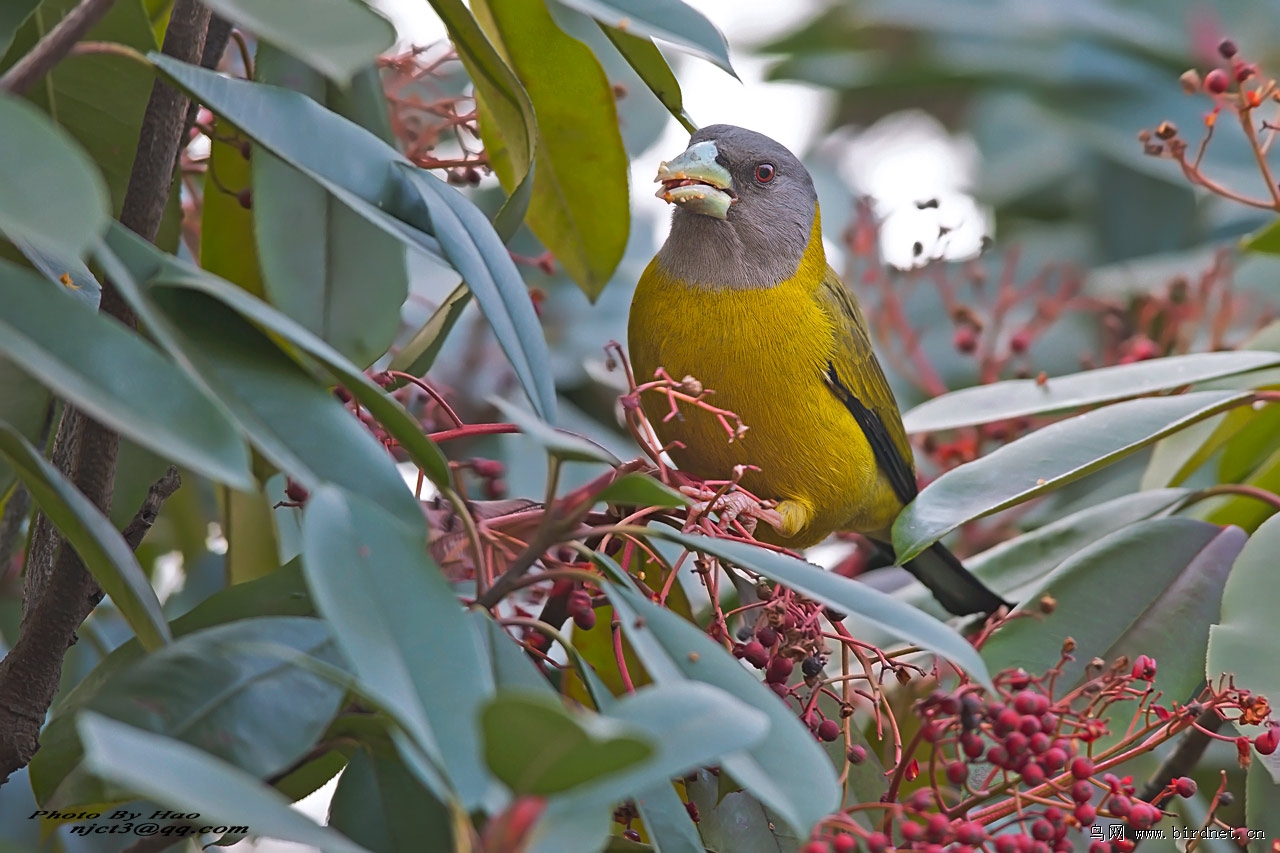 黄颈拟蜡嘴雀 - 江苏版 jiangsu 鸟网