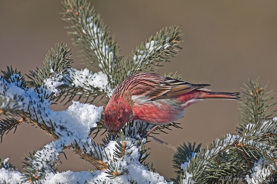 北朱雀松雪靠山红