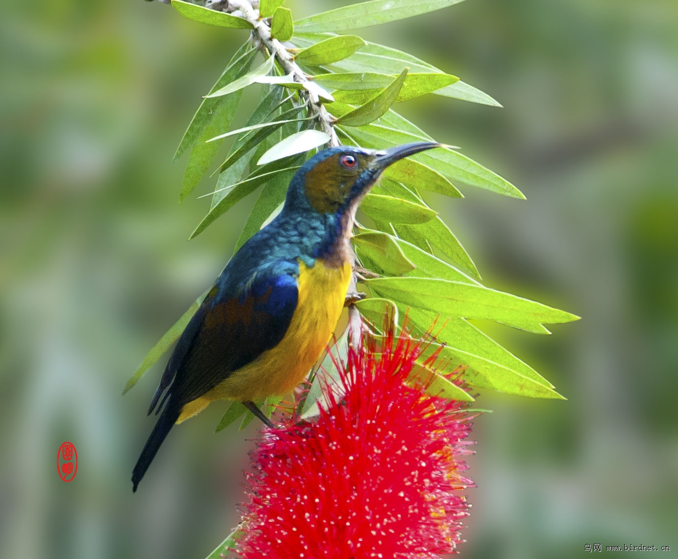 云南印象3褐喉直嘴太阳鸟