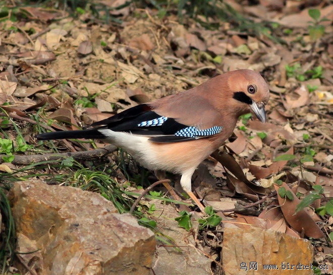近日在植物园的收获(一组小呆鸟)
