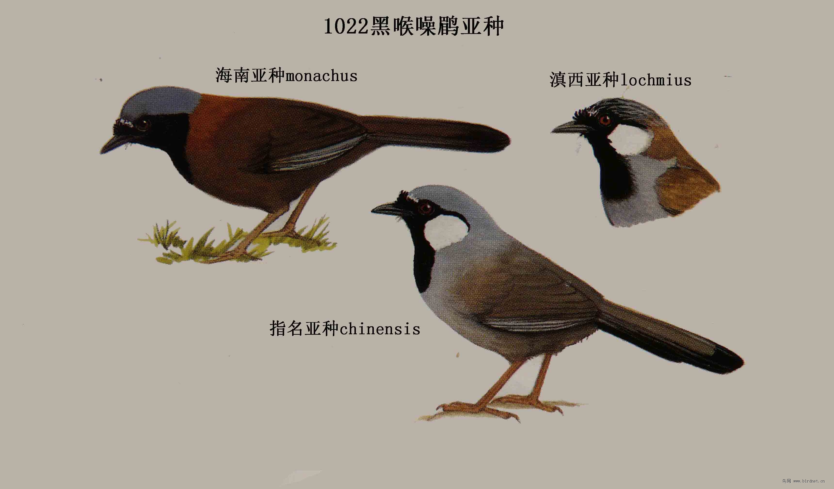 请教老师关于栗颈噪鶥与黑喉噪鶥海南亚种的区别