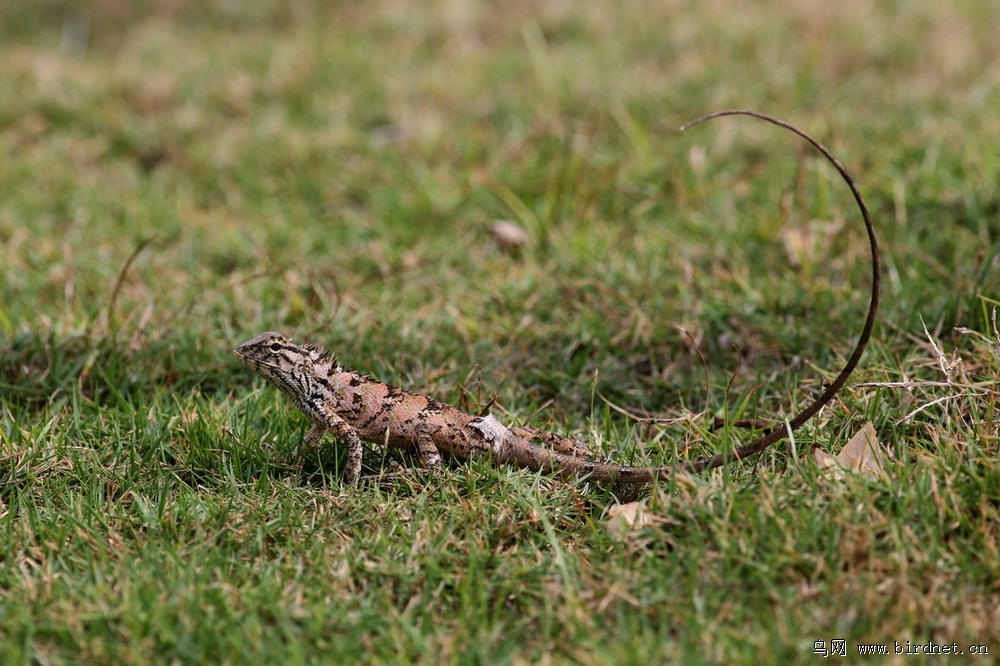 三亚西岛小蜥蜴