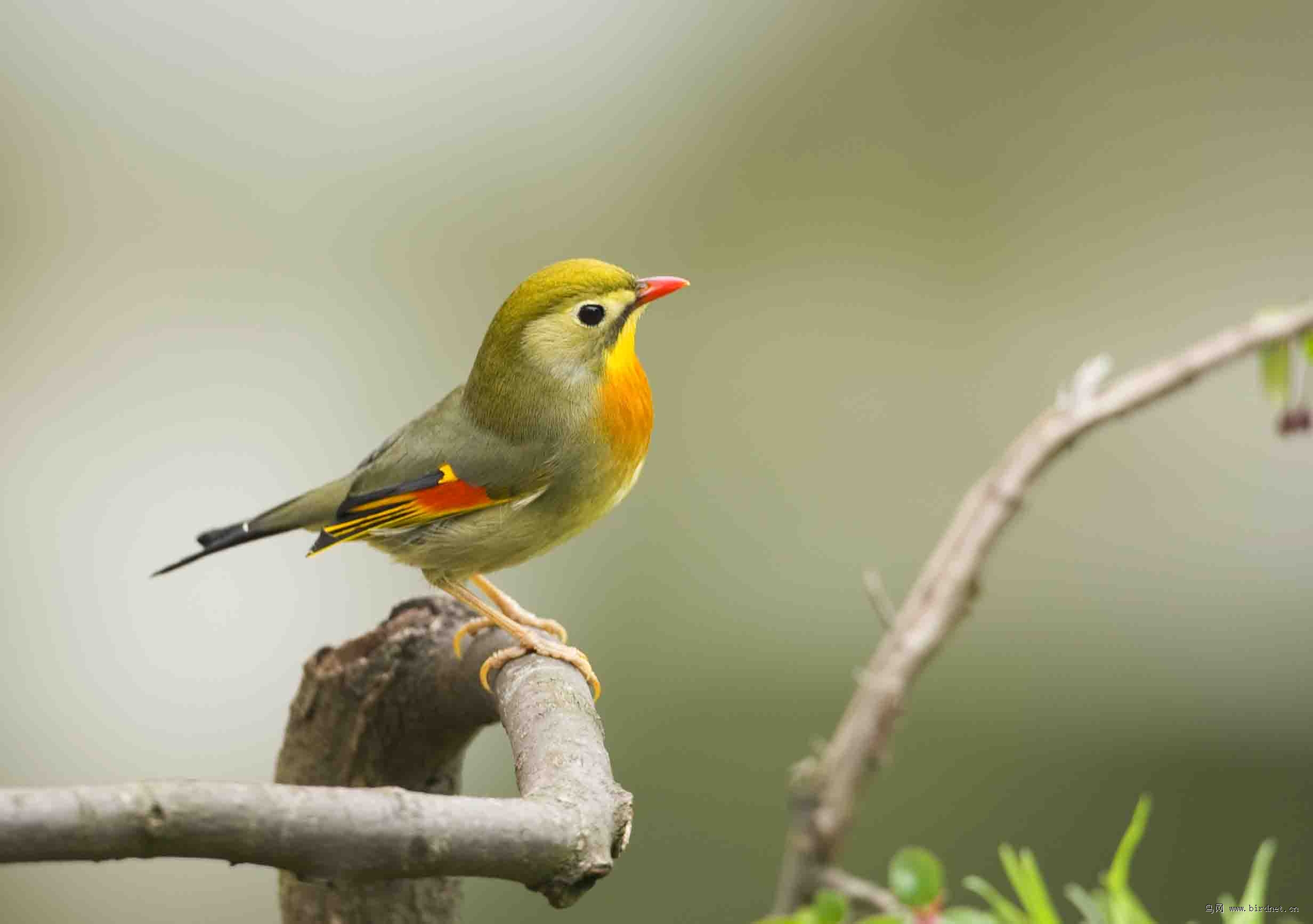 红嘴相思鸟 - 林鸟版 鸟网