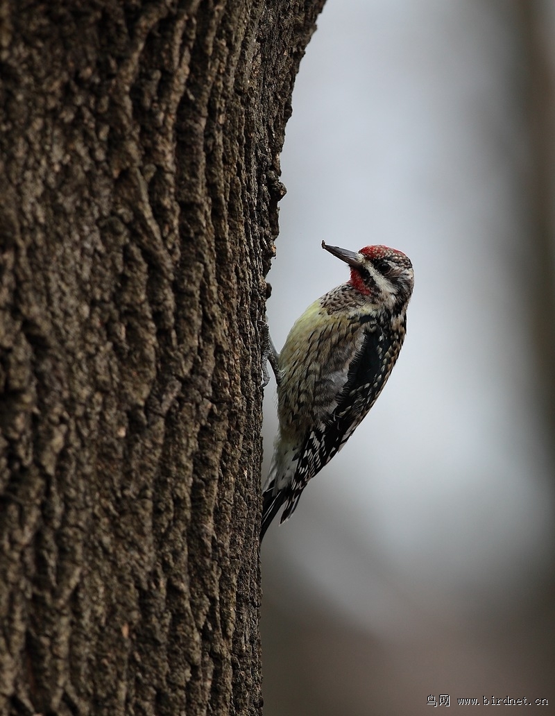 纽约拍鸟五黄腹吸汁啄木鸟