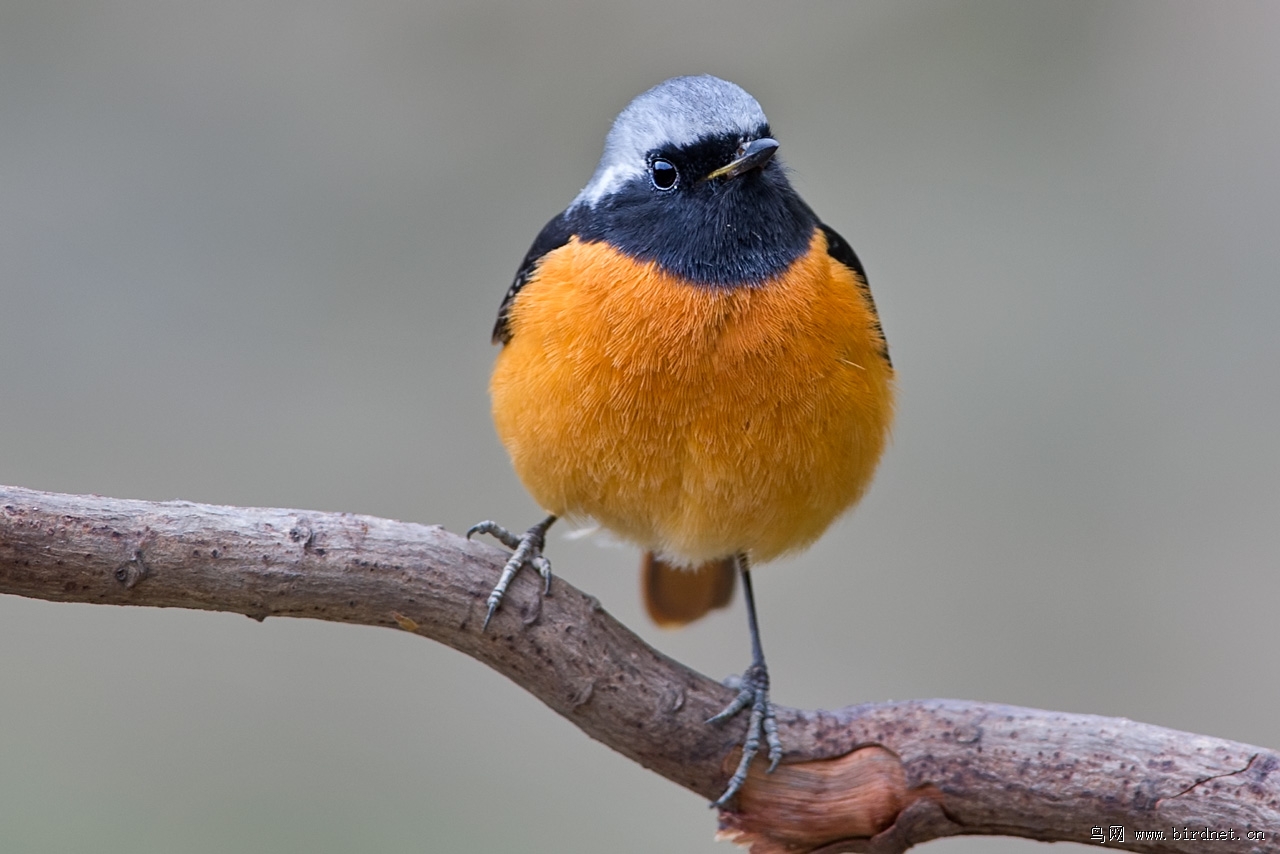 北红尾鸲松毛版