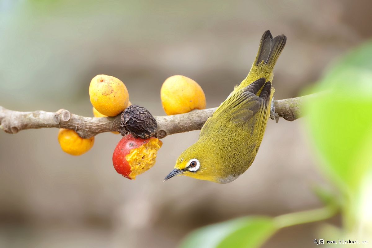 果子熟了,鸟儿来了
