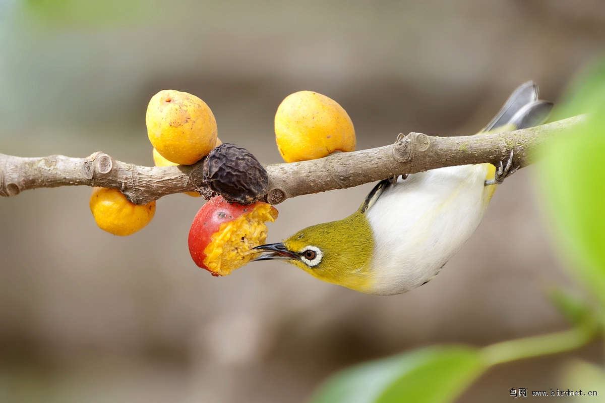 果子熟了,鸟儿来了