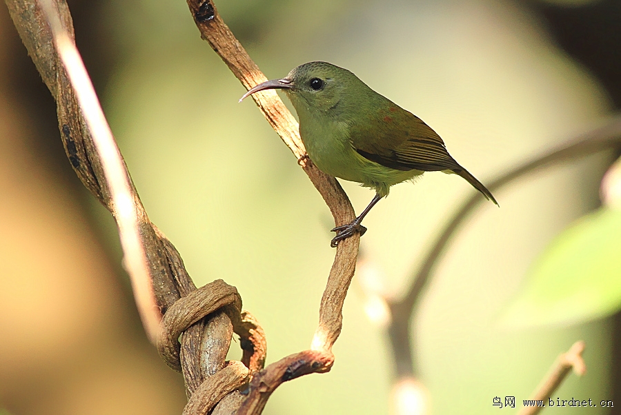 叉尾太阳鸟(雌鸟)