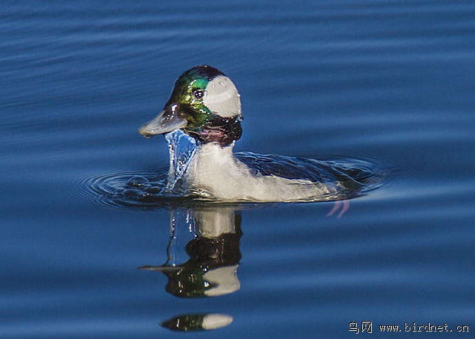 [其它] (白枕鹊鸭)美国"白枕鹊鸭"---bufflehead!