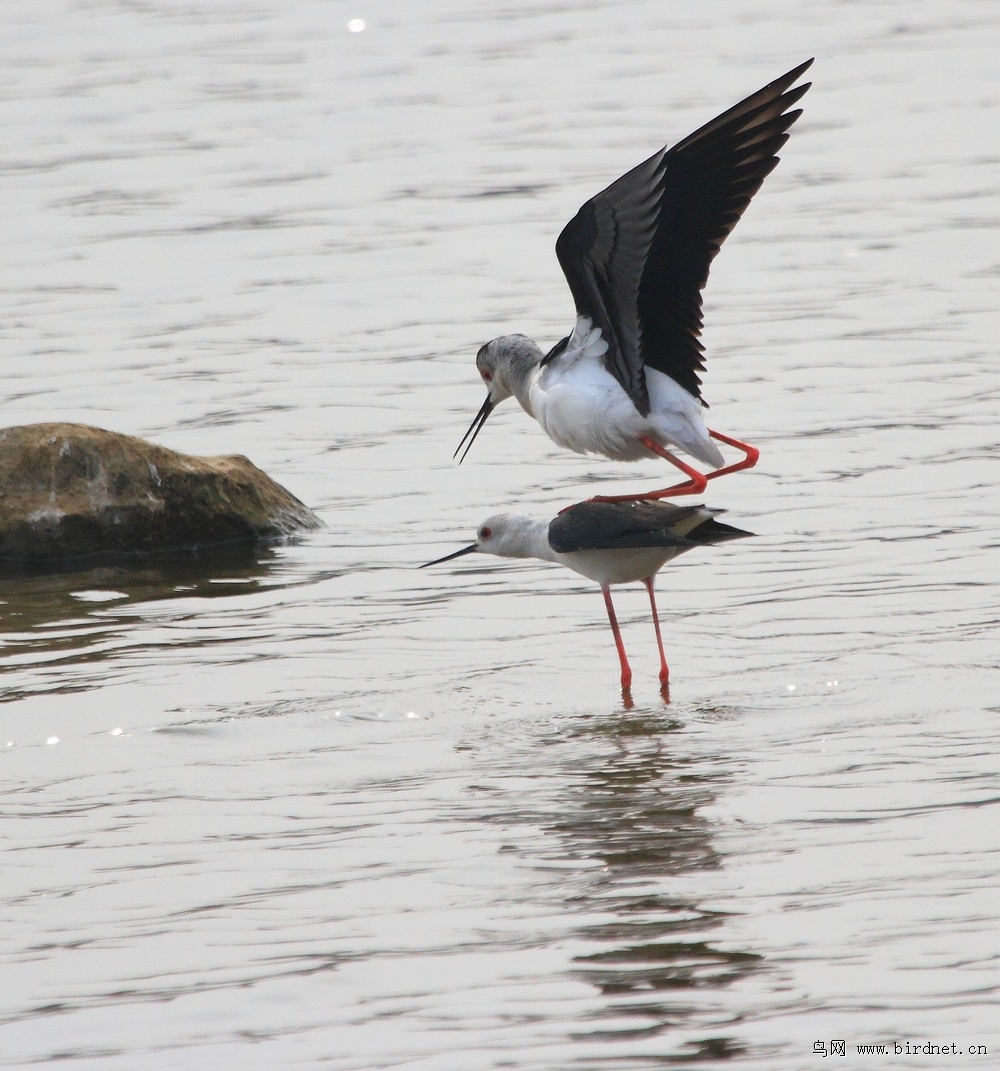 黑翅长脚鹬水中求爱