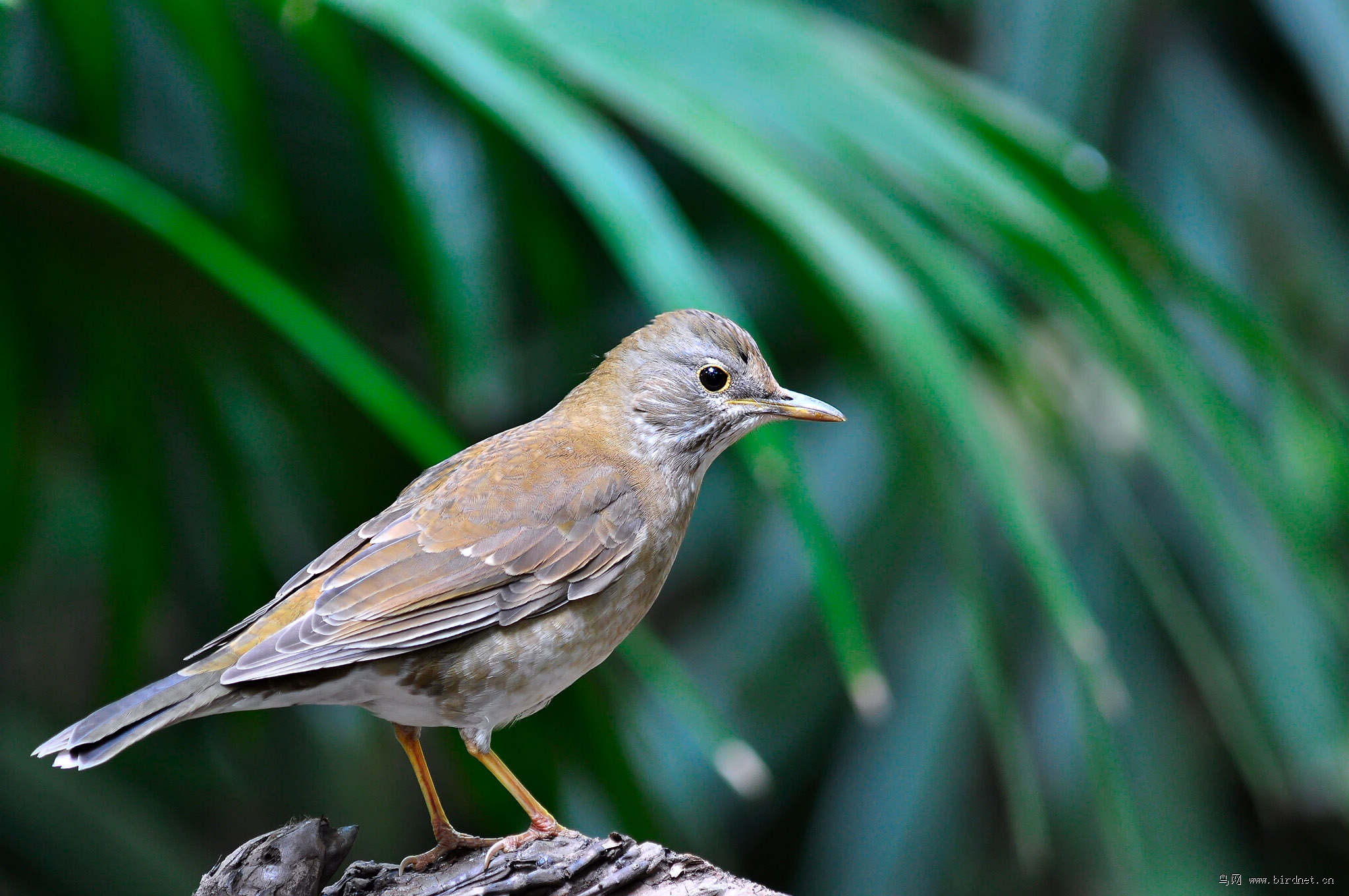 广州拍的白腹鸫