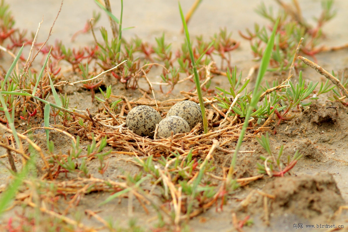 黑翅长脚鹬的蛋