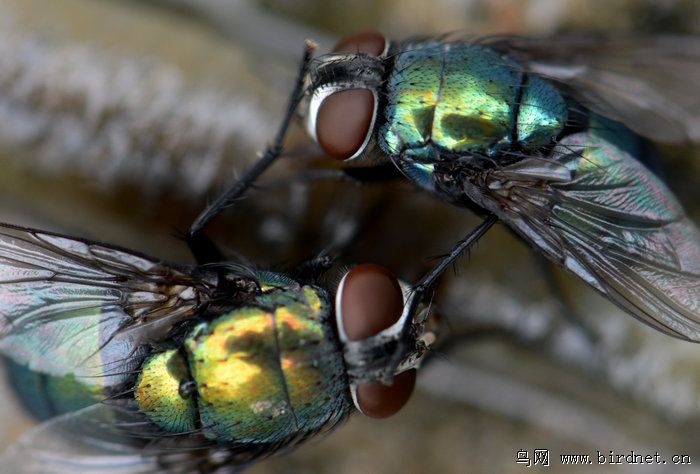 两只苍蝇叠在一起图片图片