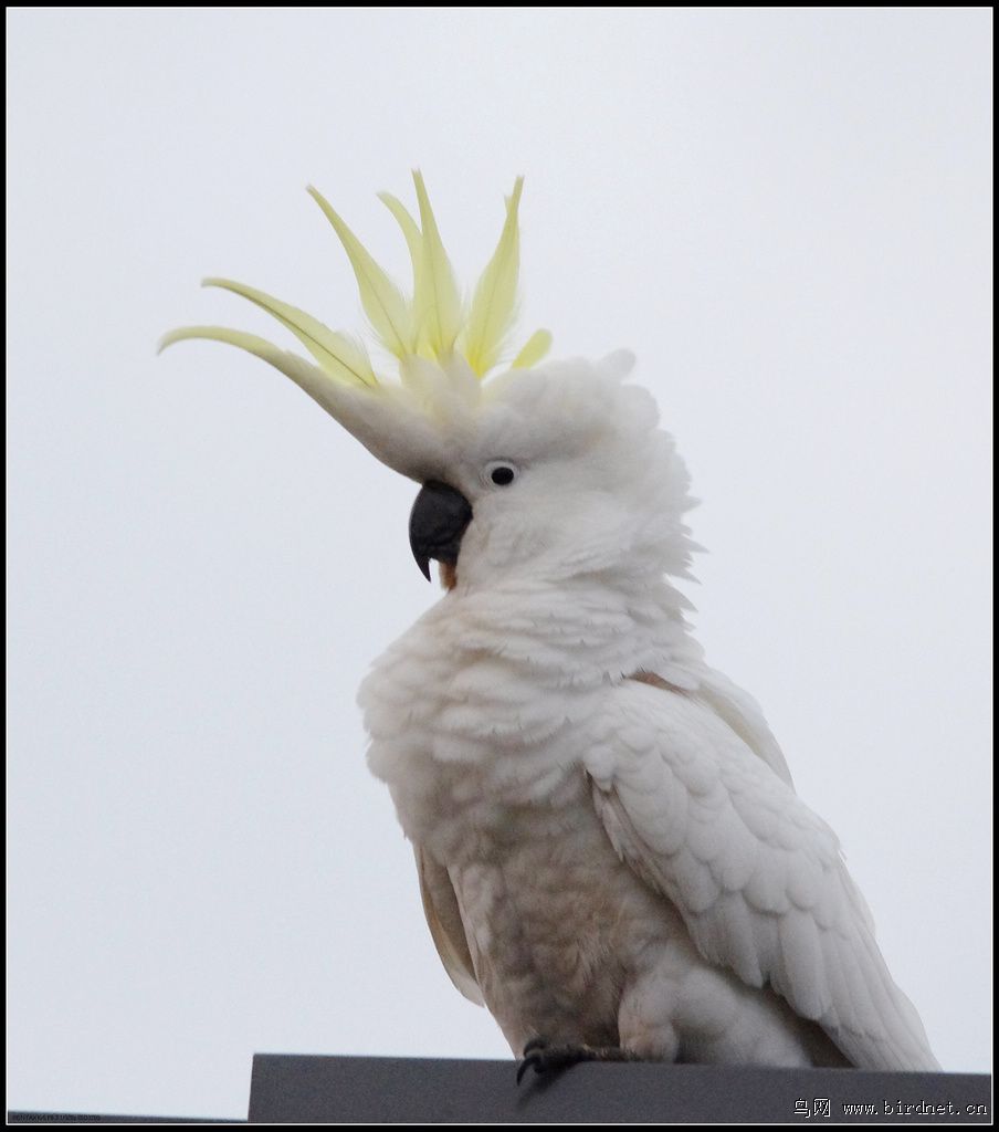 澳洲凤头鹦鹉图片