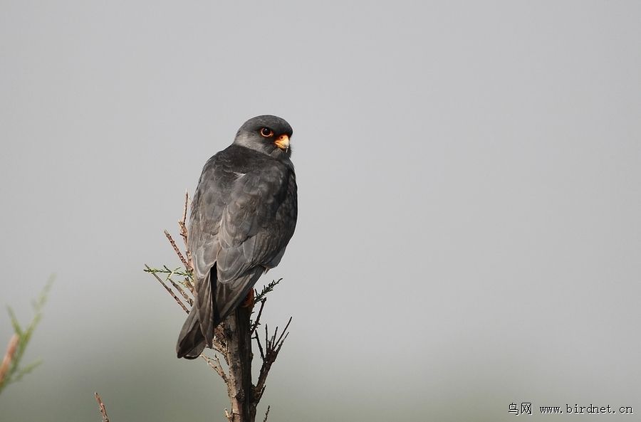 隼白是什么意思 37127760942811.jpg