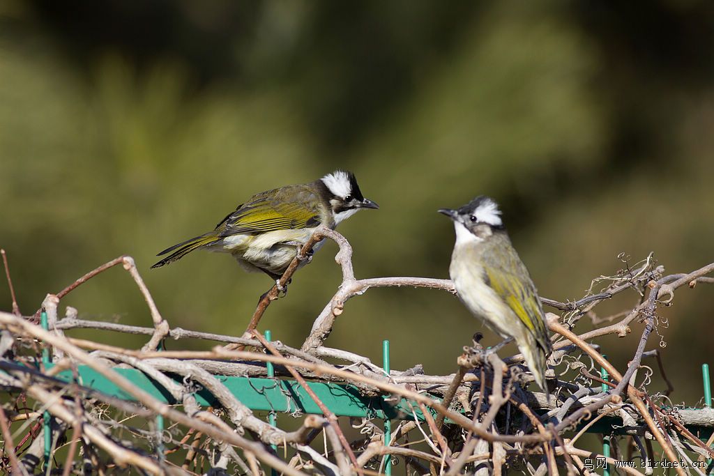 一虚一实两白头.
