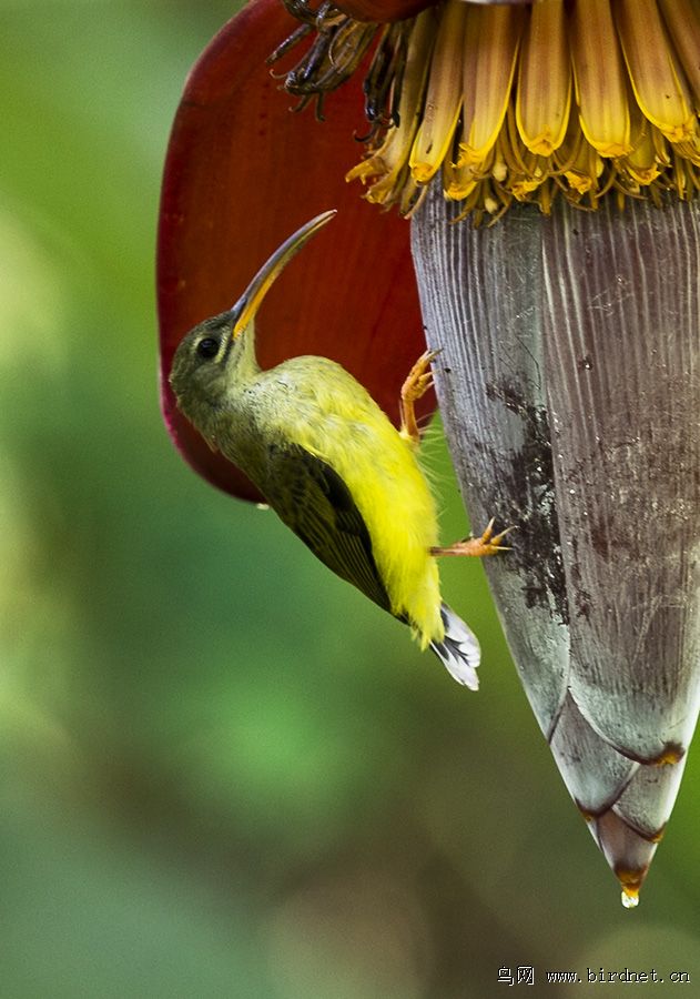 芭蕉花上的长嘴捕珠鸟