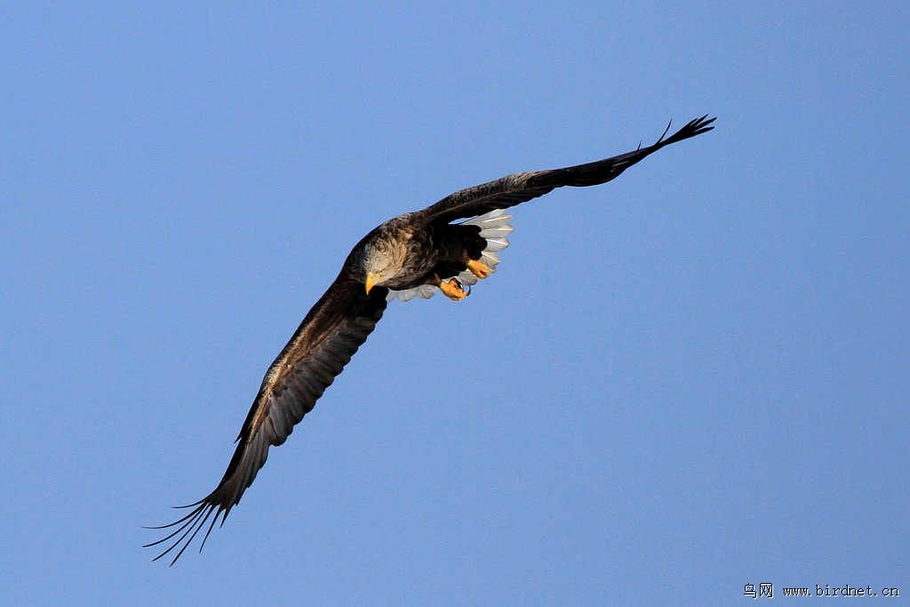 记录老雕迎面扑来