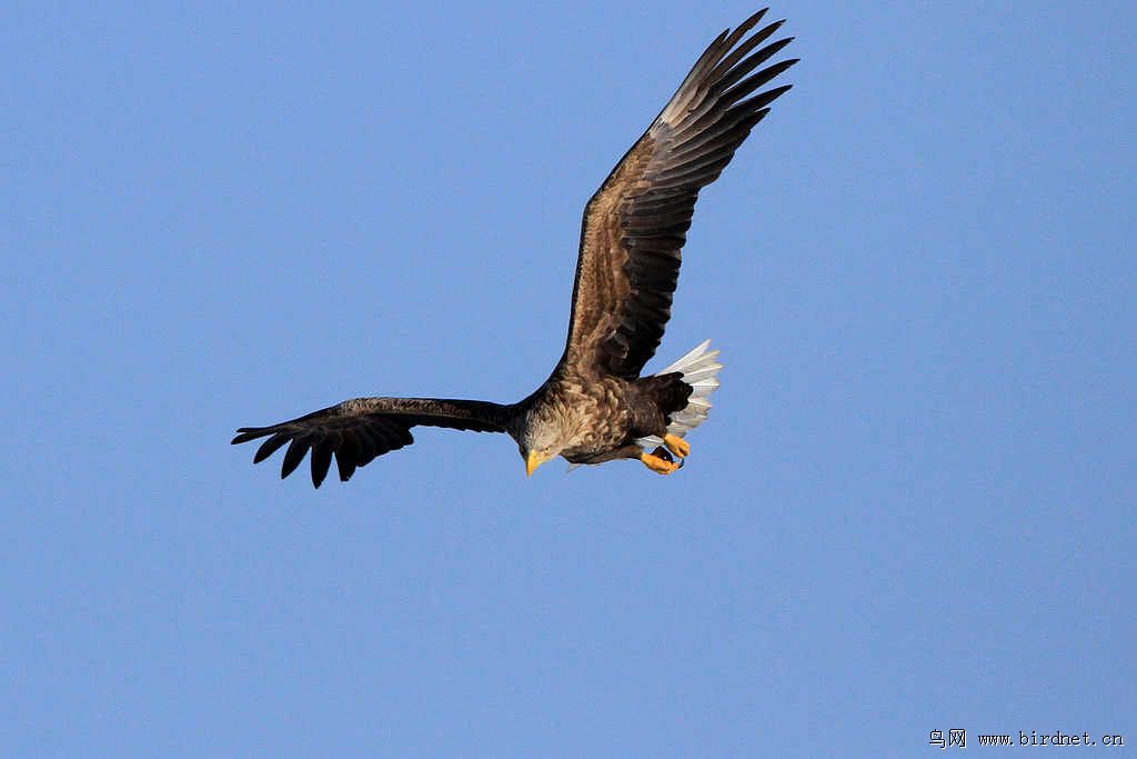 记录老雕迎面扑来